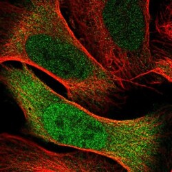 Cdc20 Antibody, Novus Biologicals 0.1mL; Unlabeled:Antibodies, Polyclonal